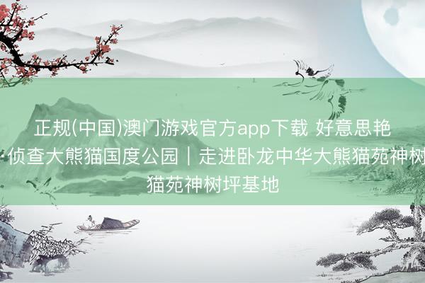 正规(中国)澳门游戏官方app下载 好意思艳中国行·侦查大熊猫国度公园｜走进卧龙中华大熊猫苑神树坪基地